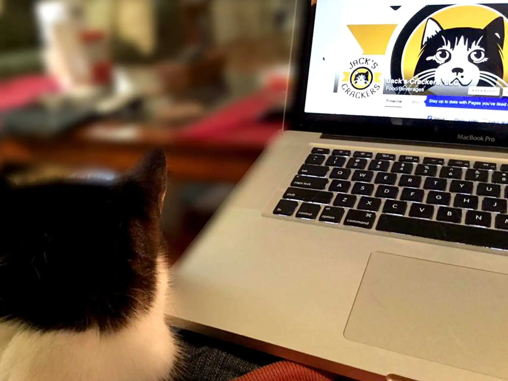 Jacks Crackers logo displayed on a laptop screen with a cat in the foreground.