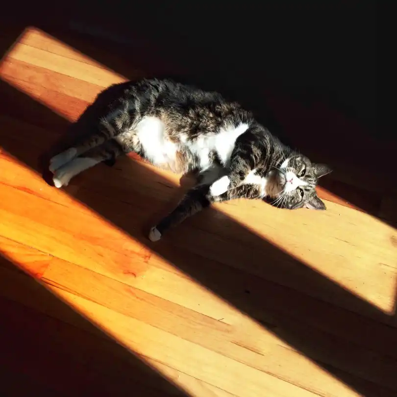 Cat lying in sunlight on wooden floor, enjoying warm rays.